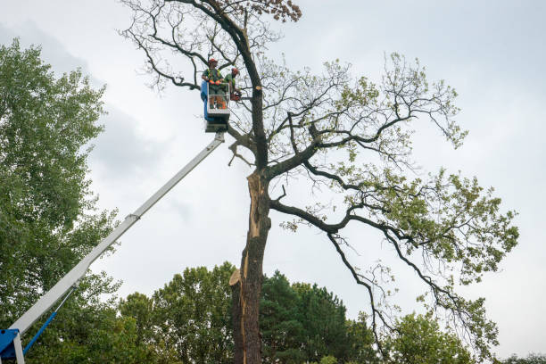  Waynesville, MO Tree Services Pros