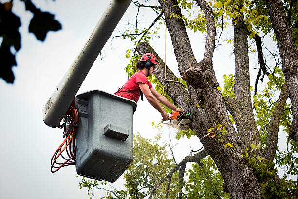 Best Fruit Tree Pruning  in Waynesville, MO